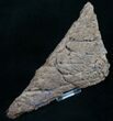 Large, Detailed Triceratops Frill Section - SD #8366-2